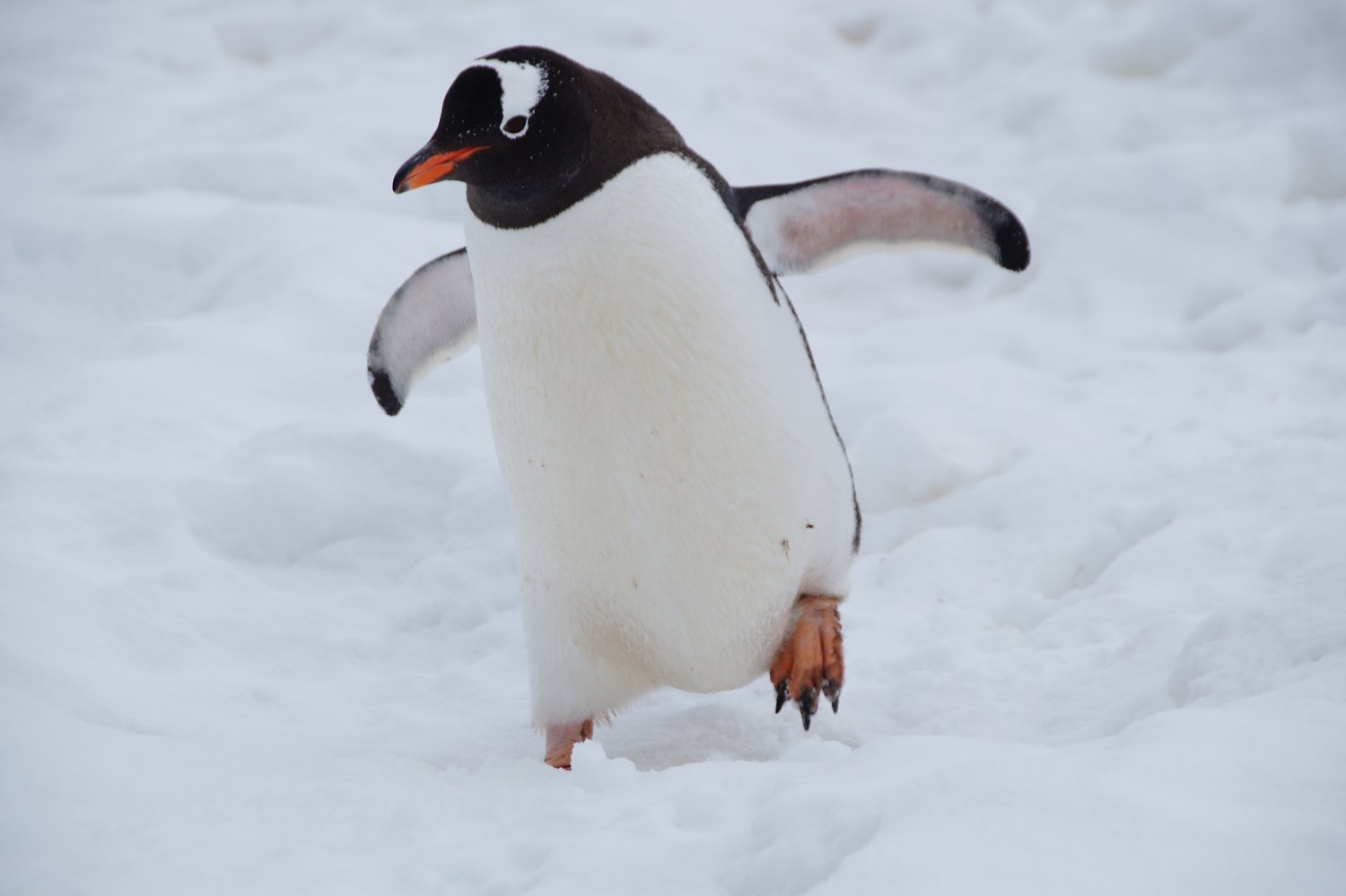 Stay safe on the ice by walking like your inner penguin.